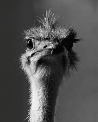 Ostrich art print by Rollando