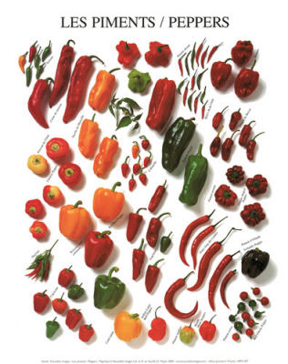 Peppers art print by Atelier