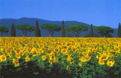 Tuscany art print by Serena