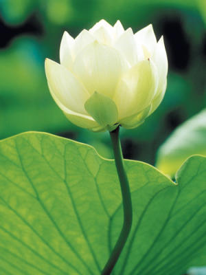 Lotus blanc art print by Anonymous
