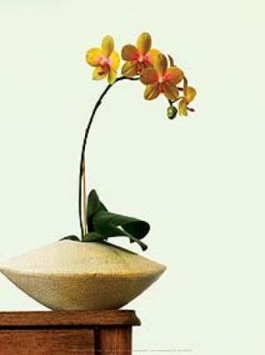 Yellow Orchid in Vase art print by Anonymous