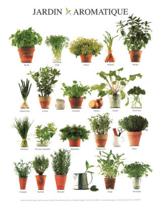 Aromatic Garden art print by Atelier