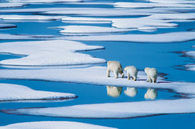 Polar Bear Family art print by B�semann