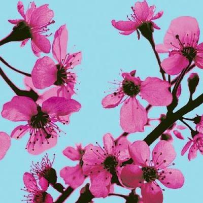 Fleurs de Cerisiers art print by Cora B�ttenbender-Szkudlarek