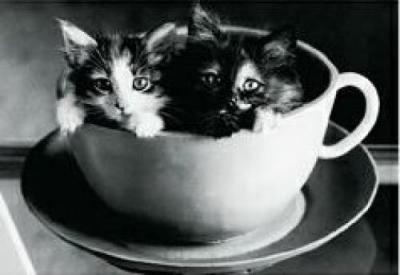 Cup Cats art print by David McEnery