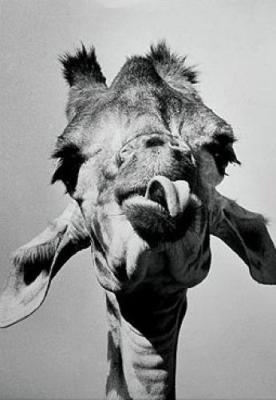 Giraffe with tongue out art print by Ernst