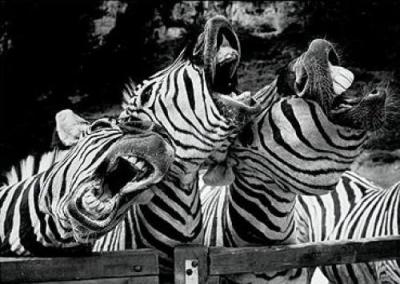 Zebras singing art print by Ernst