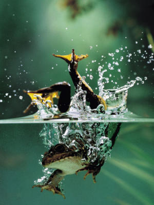 Frog Under Water art print by Flach