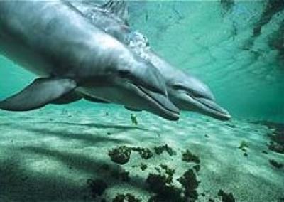 Bottlenose dolphin pair underwater, Hawaii art print by Flip Nicklin