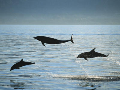 Bottlenose dolphin art print by Fran�ois Gohier
