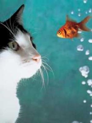 Cat and Fish art print by Hart