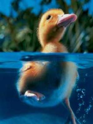 Duckling Under Water art print by Hart