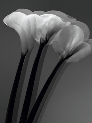 Arums art print by Marianne Haas