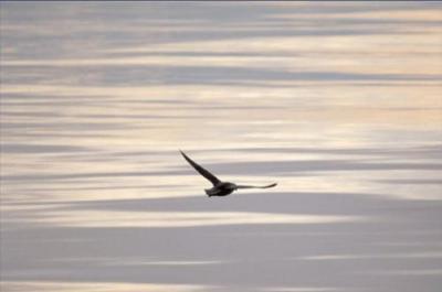 Marine bird art print by McCallum
