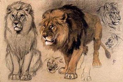 Study of Lions art print by Oger