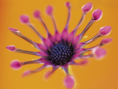 Whirligig
