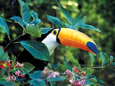 Toco Toucan (Ramphastos toco), Eastern South America art print by Steve Bloom