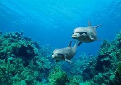 Bottlenose Dolphin pair swimming over coral reef art print by Wothe