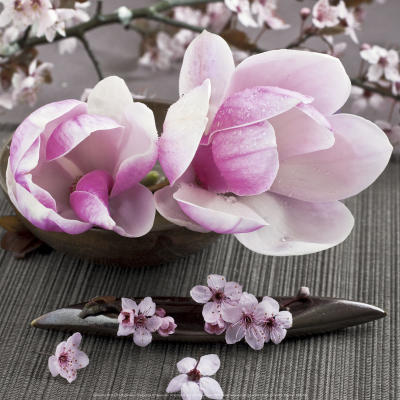 Magnolias