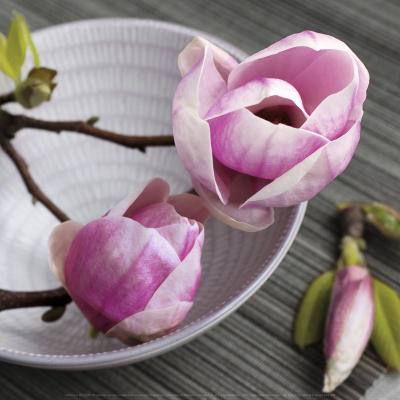 Magnolias sur bol