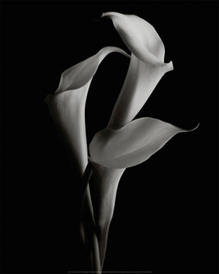 Arums art print by Cedric Porchez
