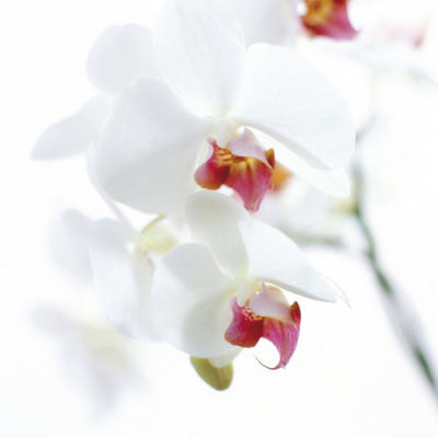 White and Pink Orchid
