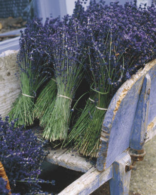 Lavender Harvest art print by G�nter Rossenbach