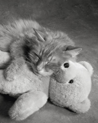 A nap with Teddy