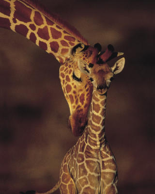 Giraffe Greeting