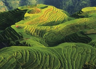 Rizi�res en terrasse, Chine