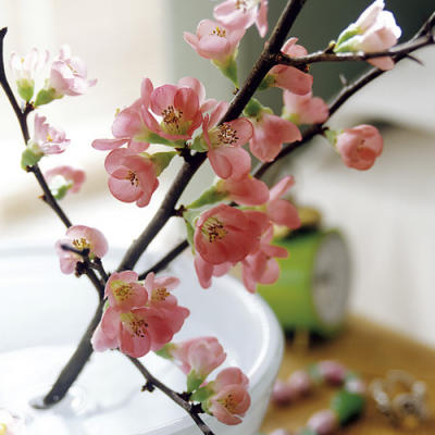 Appletree Branch art print by Konstantin Eulenburg