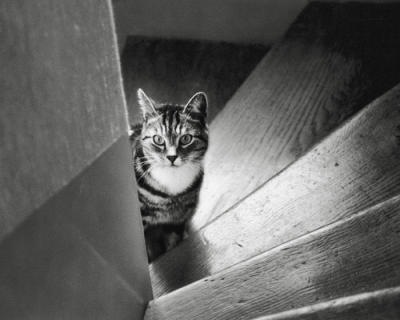 Virgile dans l'escalier