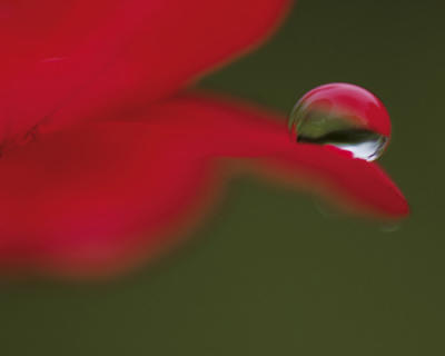 Goutte d�licieuse art print by Mikio Watanabe