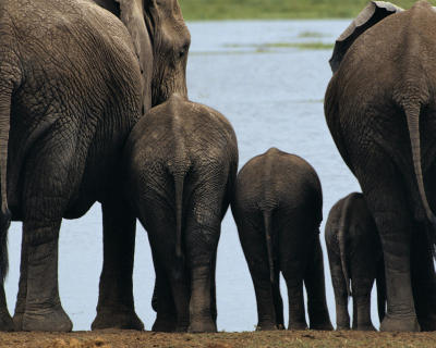 �l�phants, Kenya art print by Philippe Bourseiller