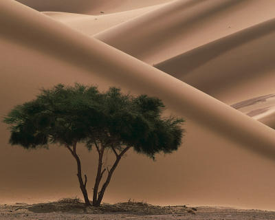 Acacia, T�n�r�, Niger