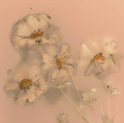 Ghost Flowers I