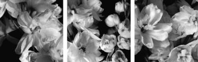 Delphiniums art print by Darlene Shiels