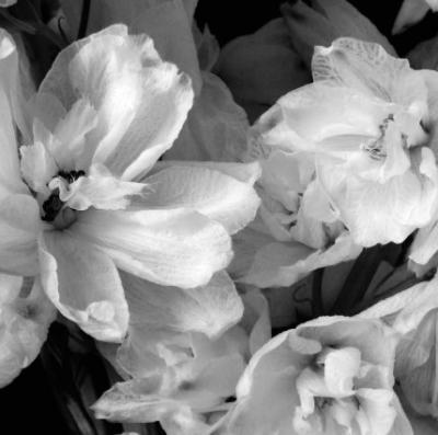 Delphiniums II art print by Darlene Shiels