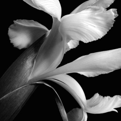 Iris art print by Darlene Shiels