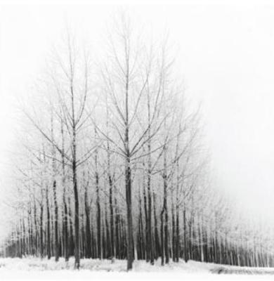 Frost art print by Micheal Cole