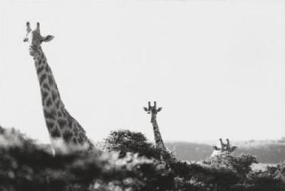 Long Necks 1 art print by Micheal Cole