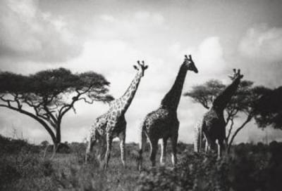 Long Necks 2 art print by Micheal Cole