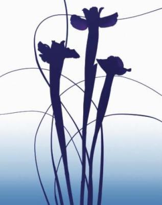 Blue Iris art print by Nina Farrell