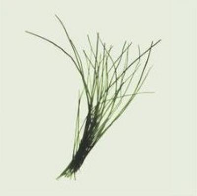 Chives art print by Nina Farrell