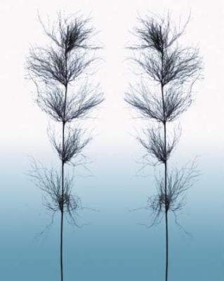 Ice Winter Grass