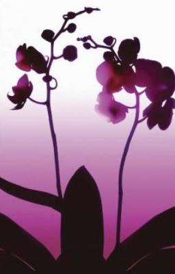 Light Plum Orchid art print by Nina Farrell