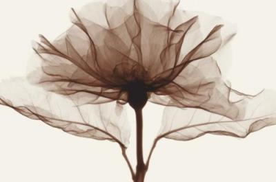 A Rose