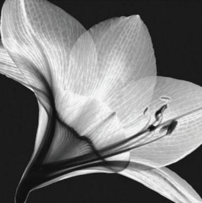 Amaryllis 1 art print by Steven N. Meyers
