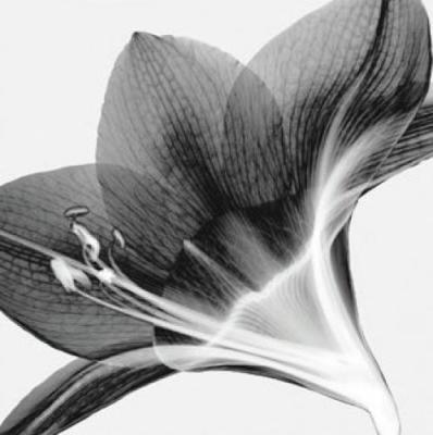 Amaryllis 2 art print by Steven N. Meyers