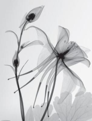 Columbine II art print by Steven N. Meyers